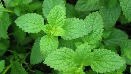 300 pcs Peppermint Seeds for Planting - Growing an Herbal Tea Garden, Indoors or Outdoor; Great Gardening Gift