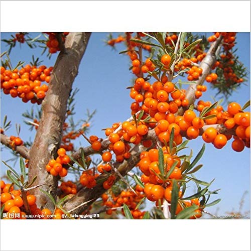 100pcs Seabuckthorn Seeds Fence Belt Plant Hippophae rhamnoides Seeds Bonsai Plants Seeds for Home & Garden