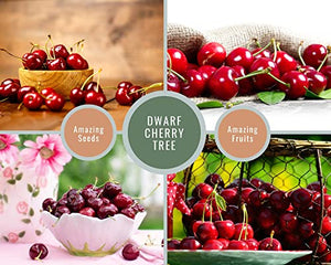 Dwarf Cherry Tree Seeds for Planting Indoor/Outdoor - 30 Heirloom Seeds - Sweet Cherry Fruit Tree