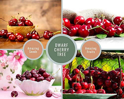 Dwarf Cherry Tree Seeds for Planting Indoor/Outdoor - 30 Heirloom Seeds - Sweet Cherry Fruit Tree