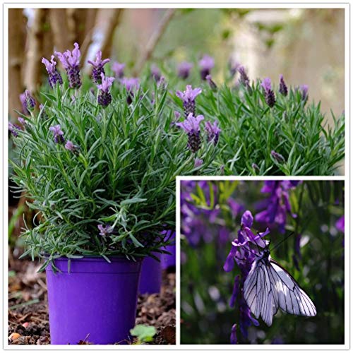 English Lavender Seeds Vera Herb Flower Seeds - 10g(10000+) Seeds of Planting Outdoor（Lavandula angustifolia Mill） (10000+Seeds)