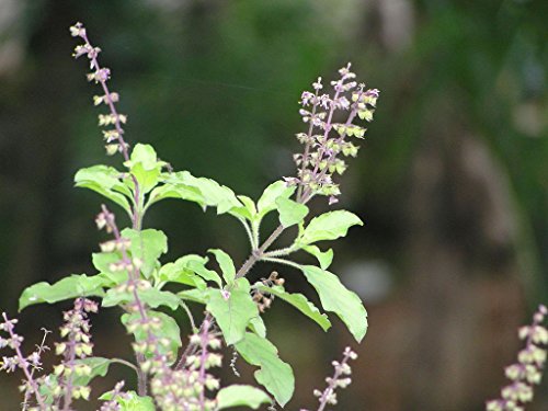 1000 Ocimum sanctum Seeds, Tulsi Seeds, Red Holy Basil Seeds