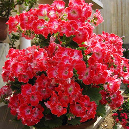 Glamaours Afco 50Pcs Mixed Geranium Seeds Pelargonium Balcony Garden Flower Plant (Mixed)