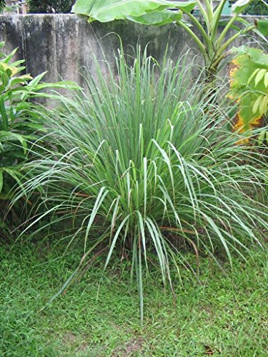 200 Lemon Grass Seeds - Cymbopogon Flexuosus ,Caribbean fever grass, Perennial !