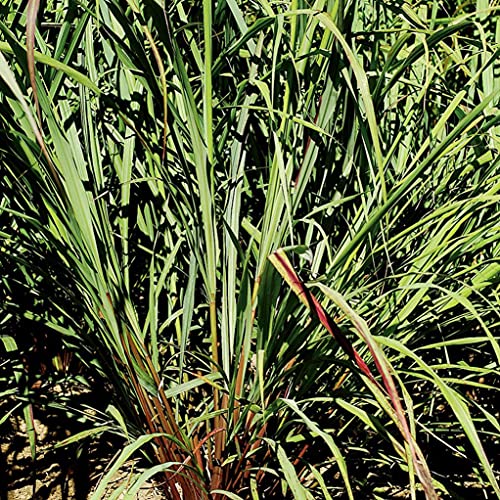 Organic Herb-Lemongrass 25+ Seeds an Essential herb for Asian Cuisine, The Leaves and Stems can be Used Fresh or Dried Great for a Lemon Tea.Sold and Shipped Within Canada